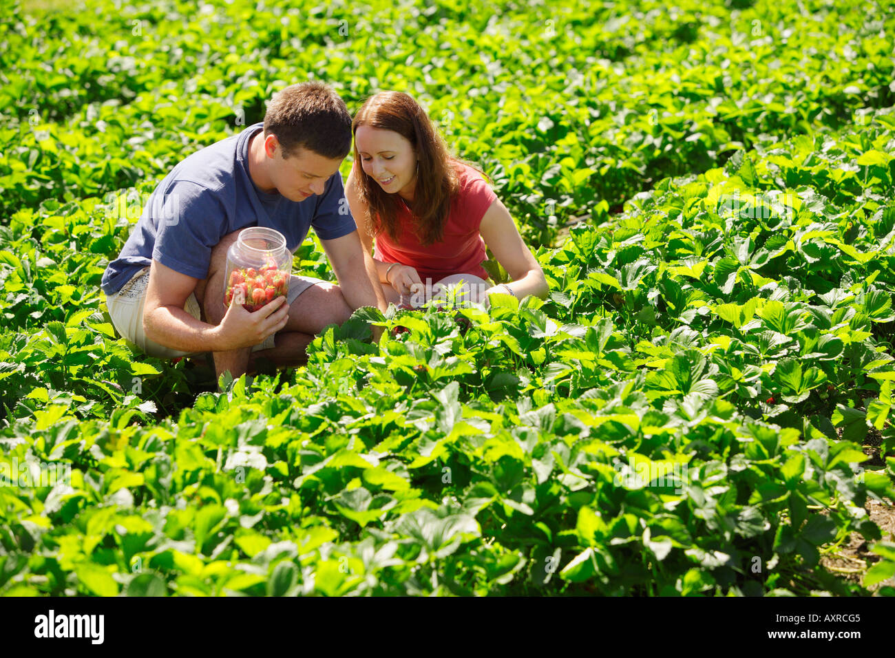 Strawberry farm picking men hi-res stock photography and images - Alamy