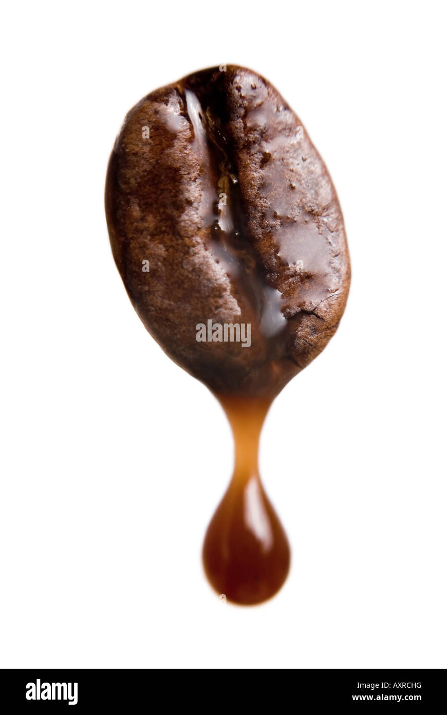 Drop of coffee dripping from coffee seed. Isolated on white, shallow