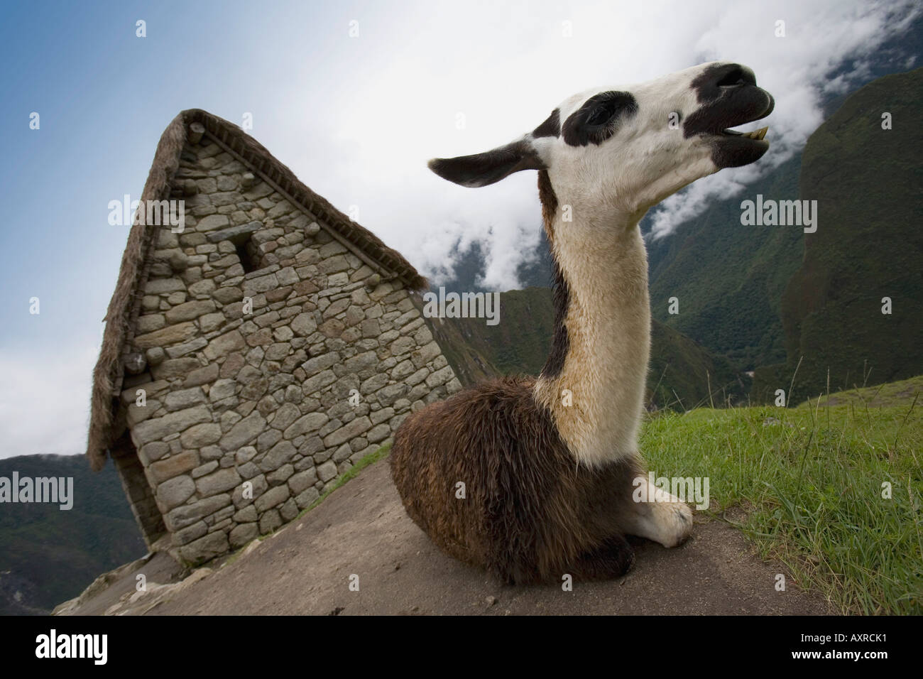 A llama at the ancient Inca ruins of Machu Picchu Peru Stock Photo - Alamy
