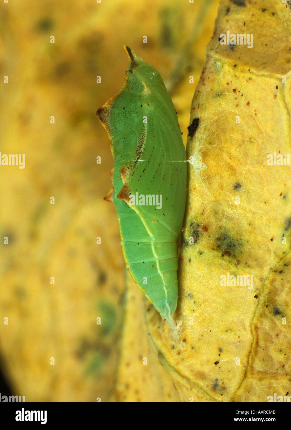 Small white butterfly Pieris rapae pupa on a cabbage leaf Stock Photo