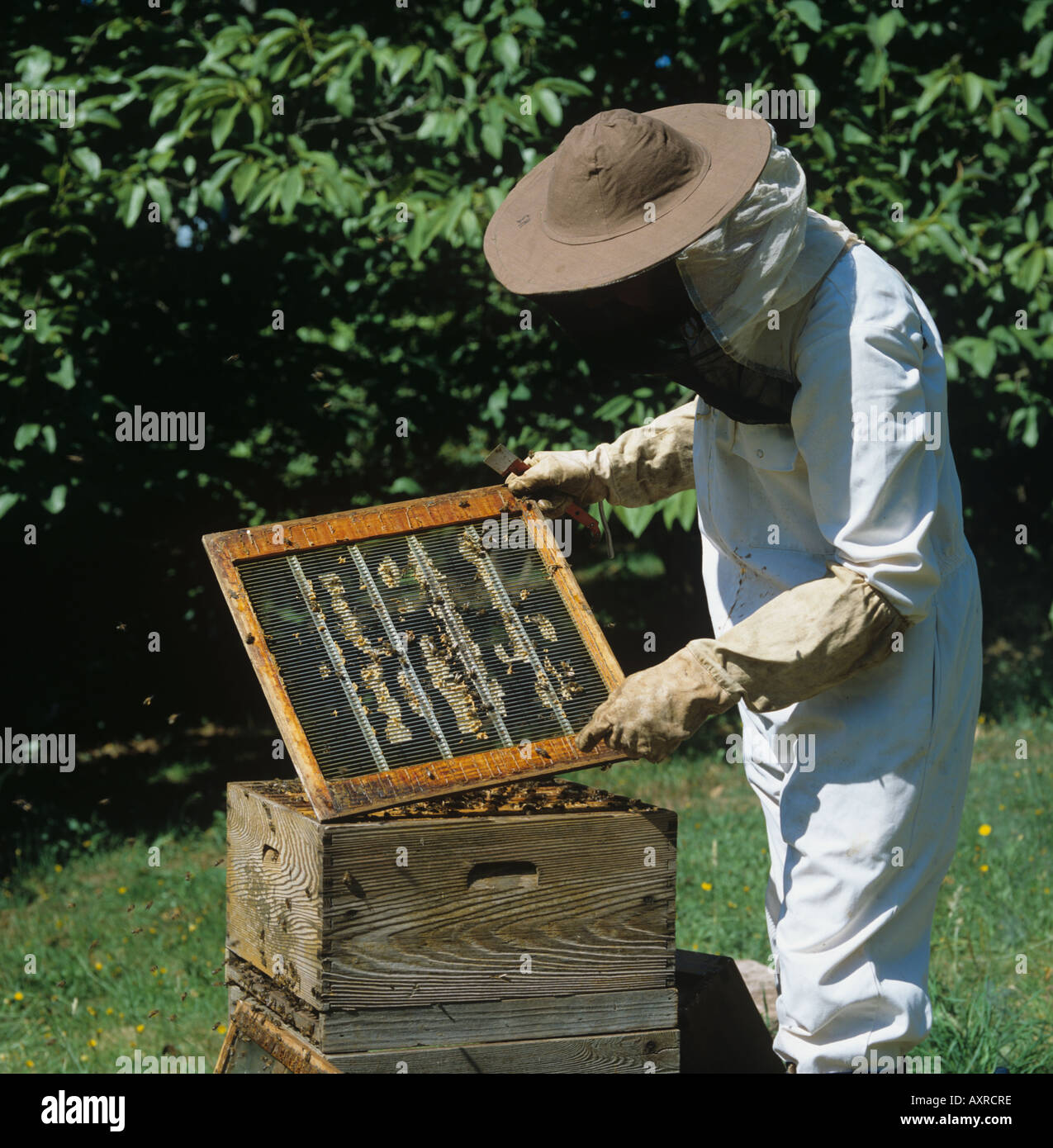 Beekeeper removing queen excluder from honey bee hive Stock Photo