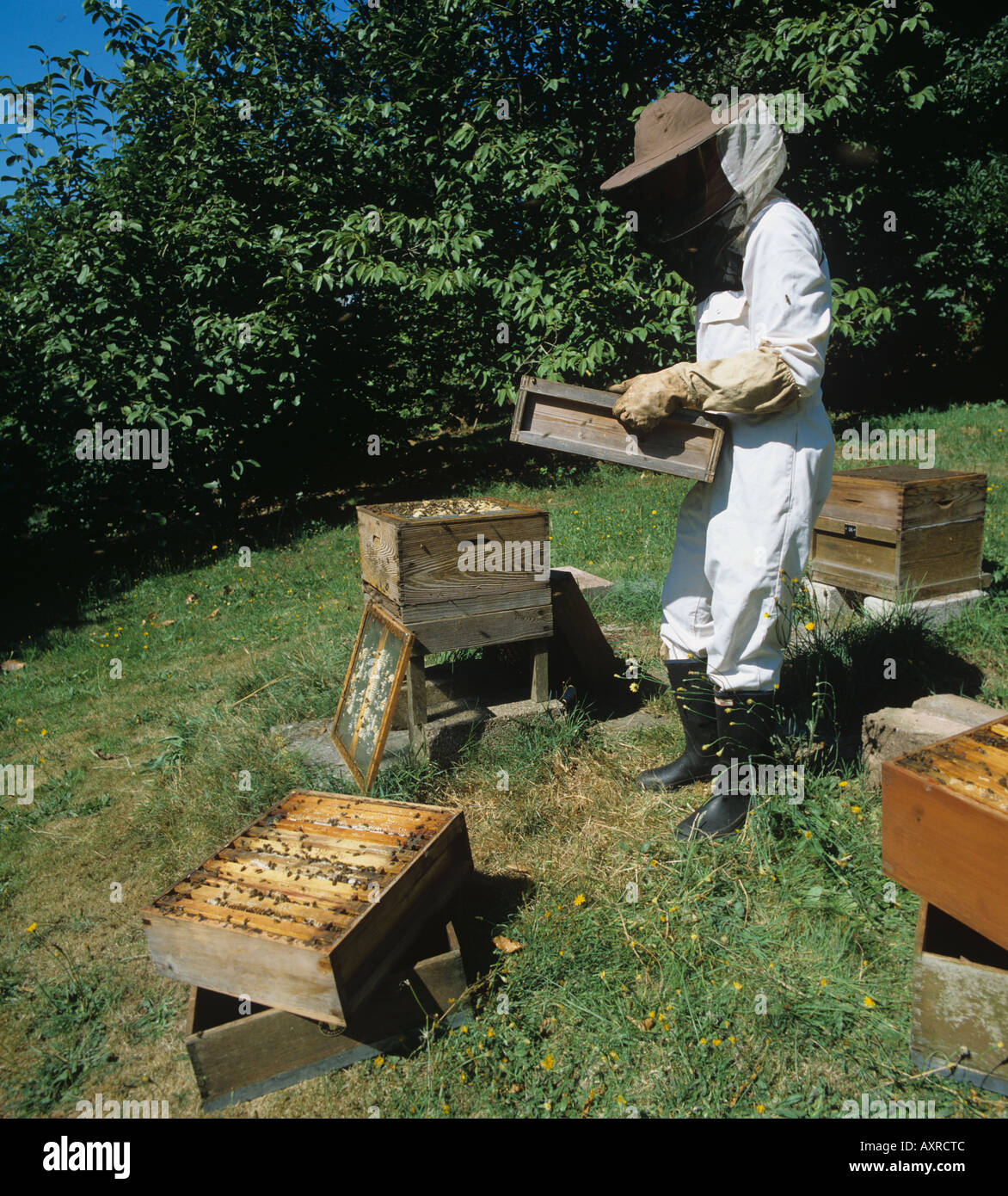 Beekeeper replacing super section of a national beehive Stock Photo