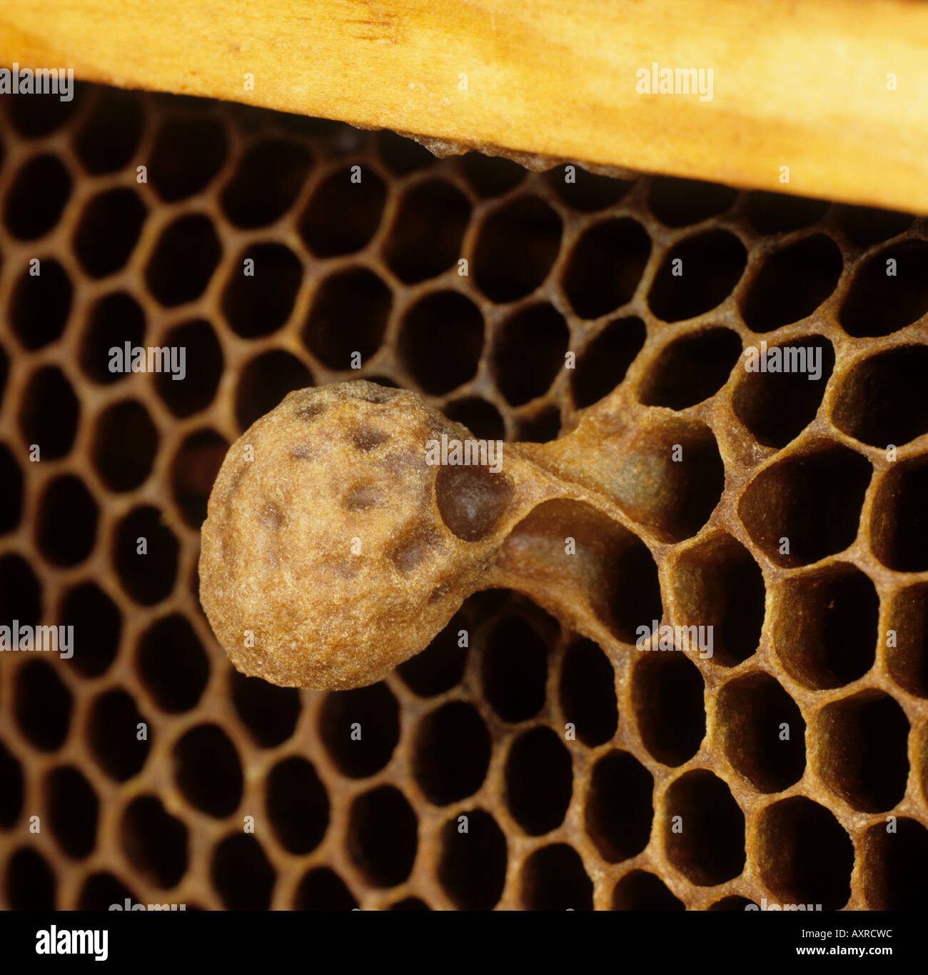 Honey bee Apis mellifera queen cell beginning to form on a honeycomb Stock Photo