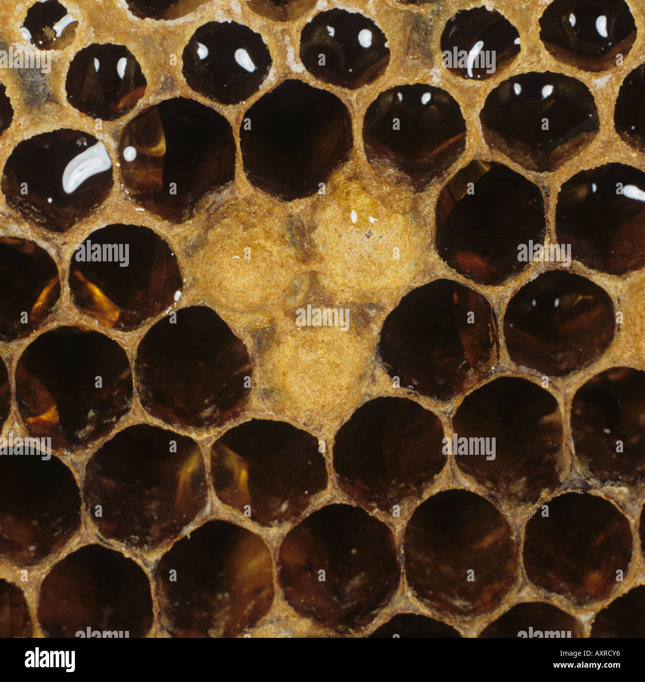 Honey bee Apis mellifera drone brood in worker cells poor hive health failing queen Stock Photo