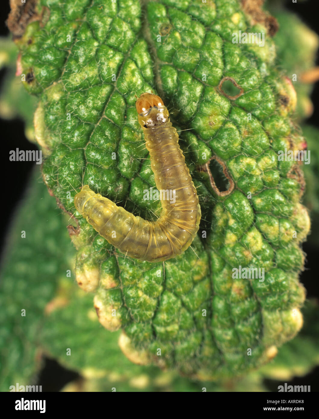 Carnation tortrix Cacoecimorpha pronubana caterpillar in a mint leaf Stock Photo