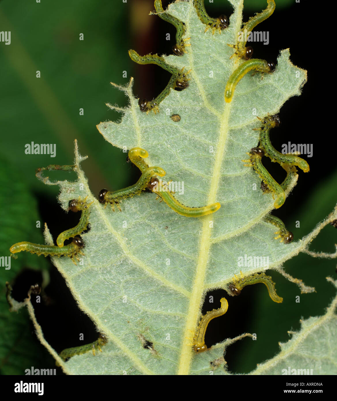 Numerous young lesser willow sawfly Nematus pavidus larvae on stripped willow leaf Stock Photo