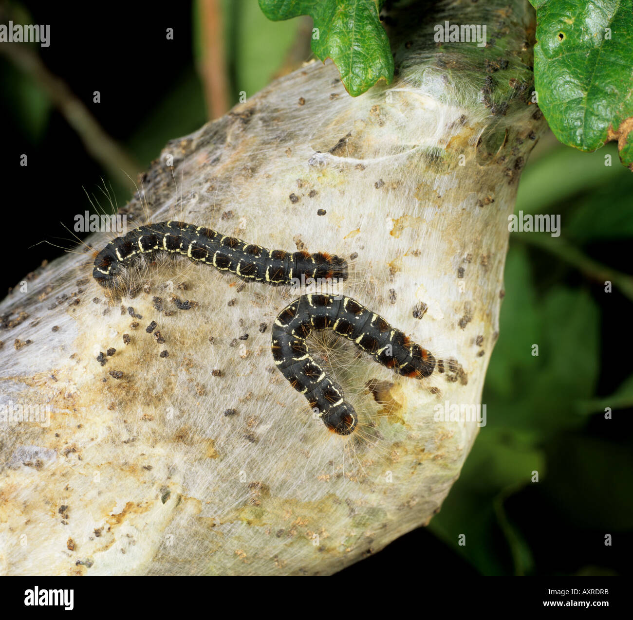 Small eggar moth Eriogaster lanestris caterpillars on tent nest built in an oak tree Stock Photo