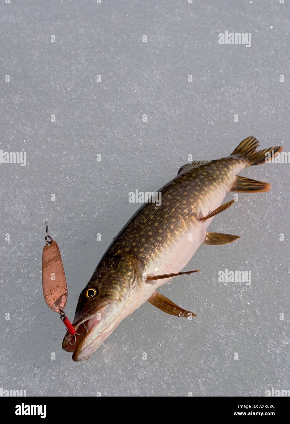 https://c8.alamy.com/comp/AXRE8C/freshly-caught-northern-pike-esox-lucius-on-ice-with-the-lure-in-its-AXRE8C.jpg