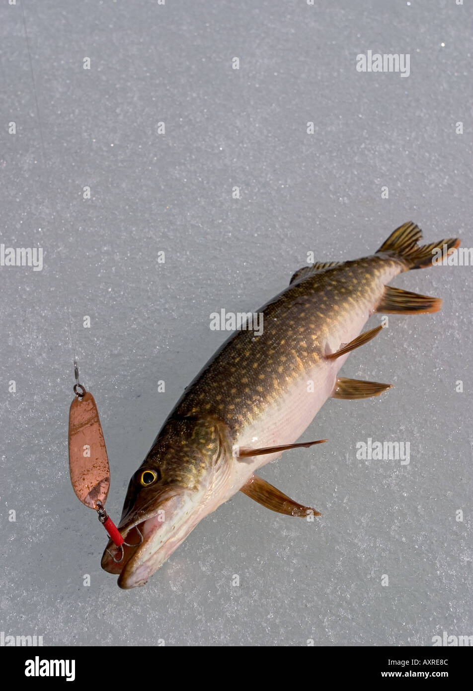 daily fish net Frabill Conservation Series Witness Weigh THREE REASONS to Network Size:3/16