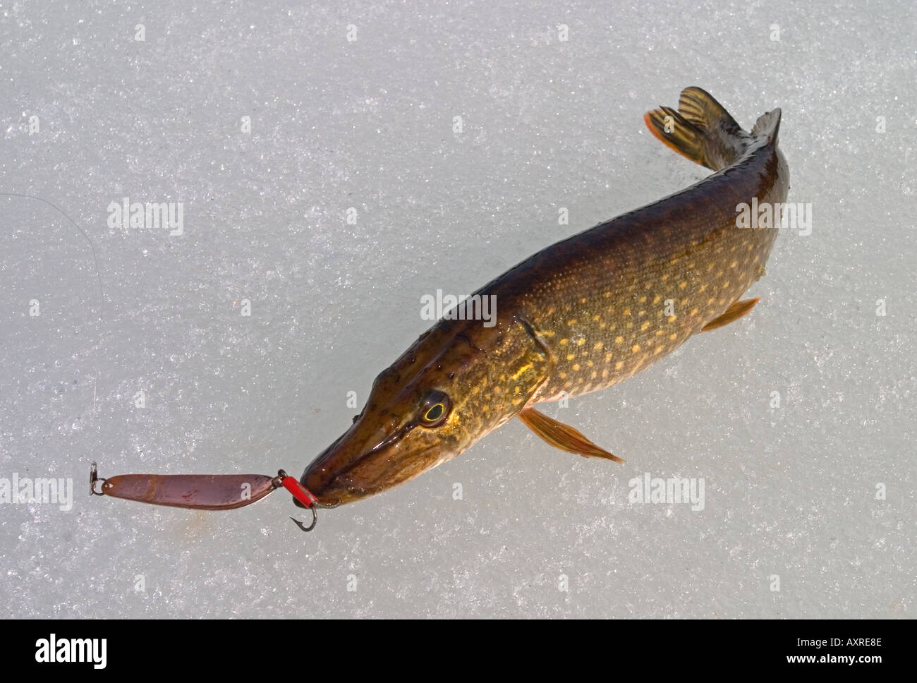 Freshly caught northern pike ( esox lucius ) on ice with the lure