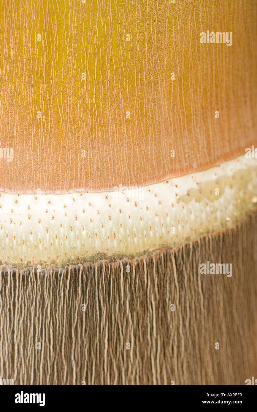 palm tree trunk close up Stock Photo - Alamy