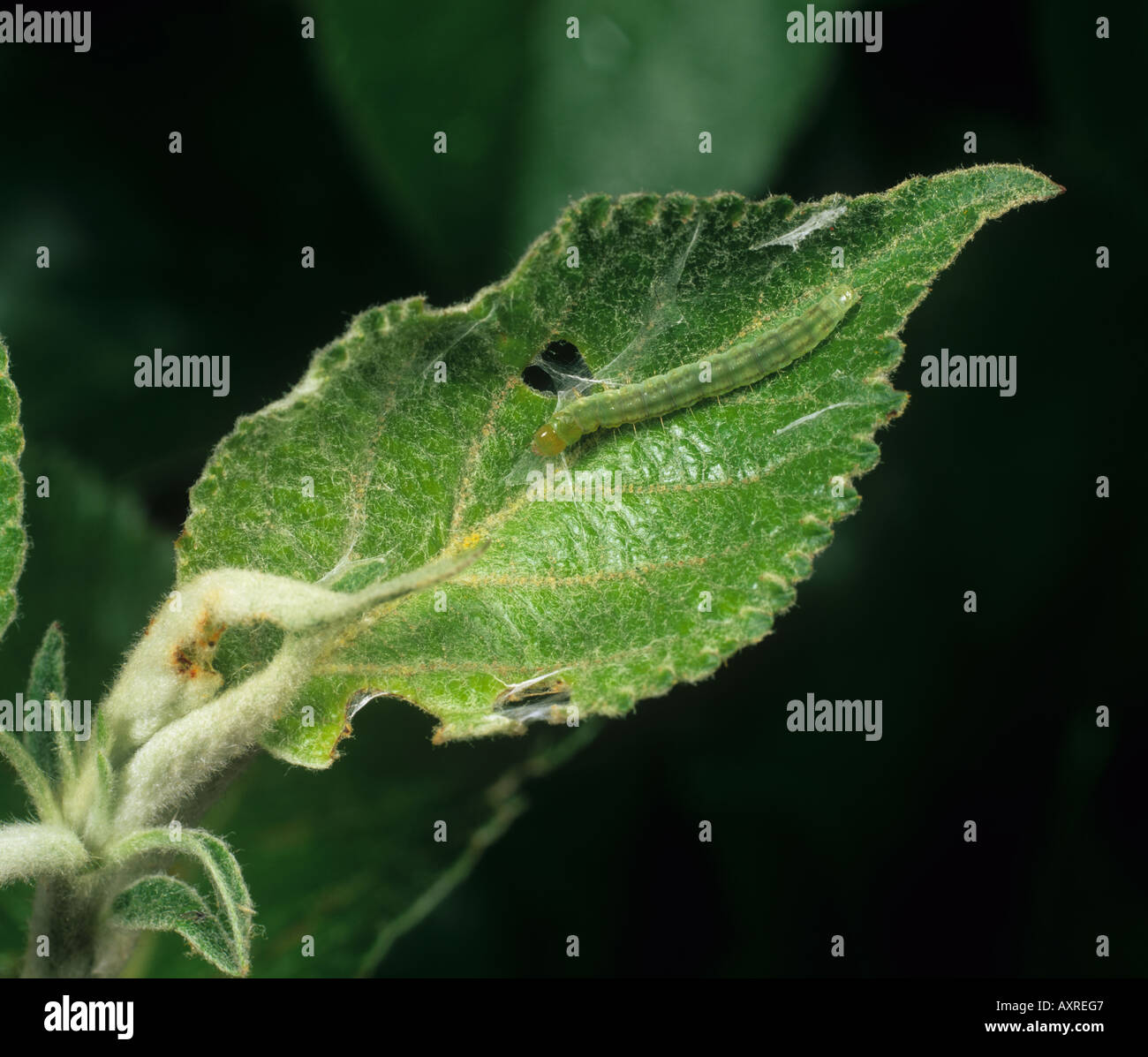 Summer fruit tortrix Adoxophyes orana caterpillar in an apple leaf fold Stock Photo
