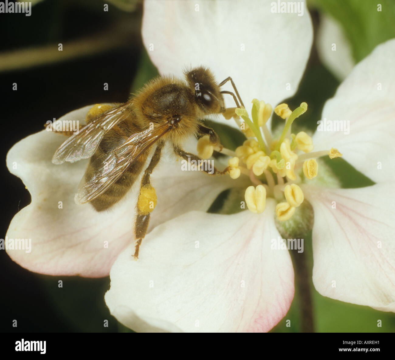 Honey bee Apis mellifera collecting pollen from an apple flower Stock Photo