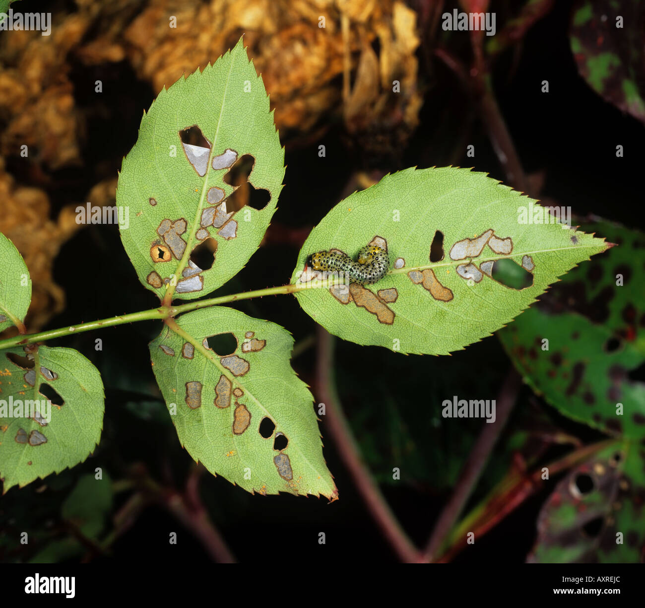 Large or variable rose sawfly Arge pagana larvae and damage to a rose leaf Stock Photo