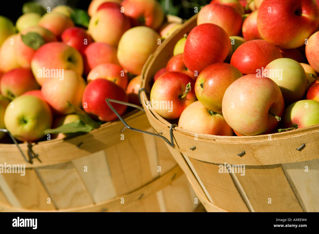 Bushels of apples Stock Photo Alamy