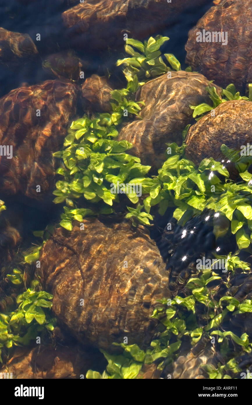 Aquatic plants growing underwater , Finland Stock Photo Alamy