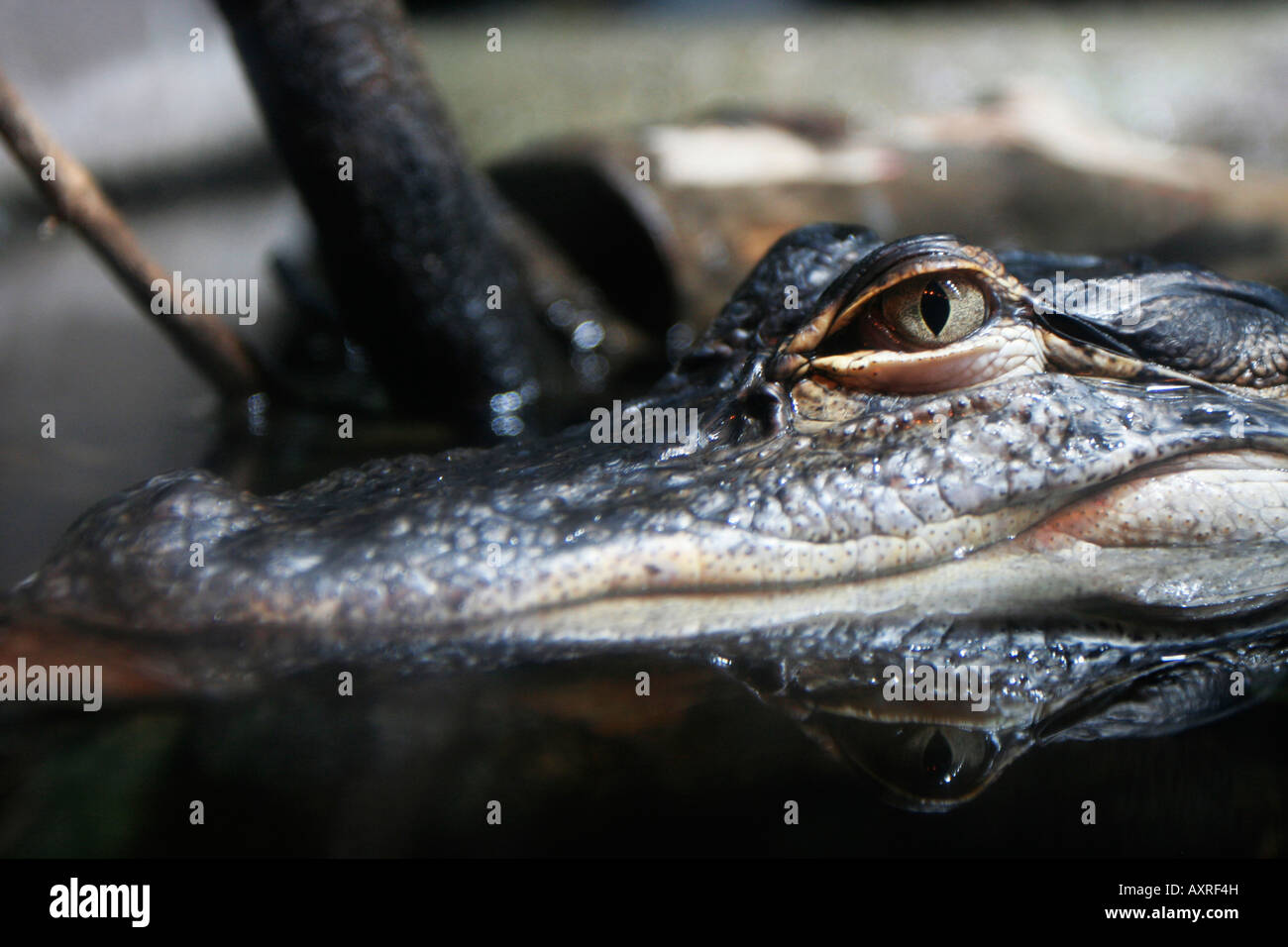 Alligator in the River scout exhibit at the Georgia Aquarium in Atlanta Stock Photo
