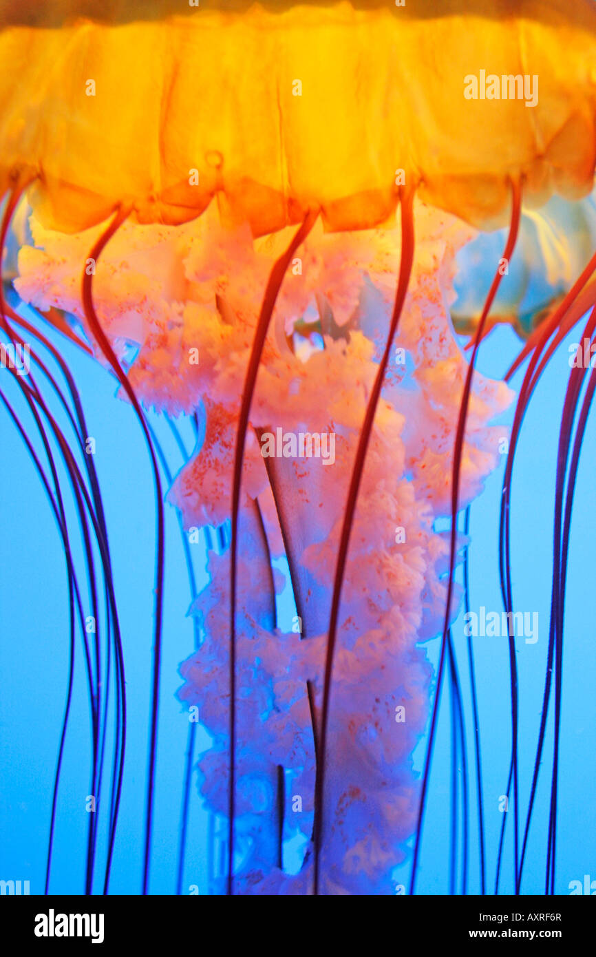 Jellyfish exhibit at the Georgia Aquarium Stock Photo
