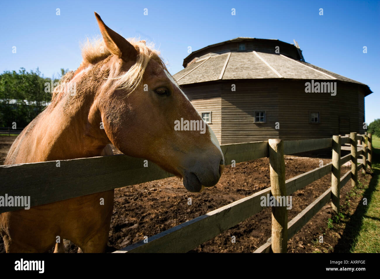 Horse in front of the Henderson Round Barn Stock Photo Alamy