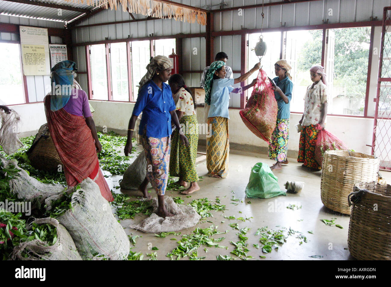 Sri lanka Tea factory interior Women tea pickers bringing in their