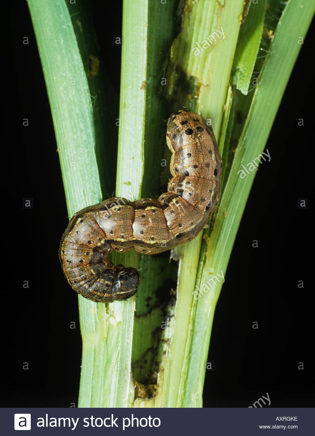 download armyworm caterpillars