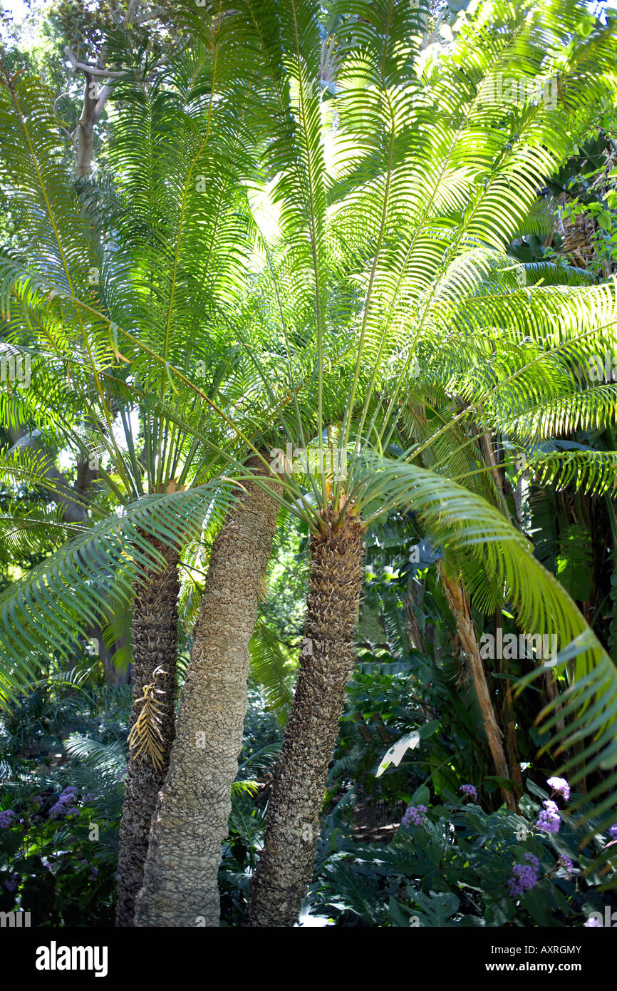 False Sago Palm (Cycas circinalis L. ) Stock Photo