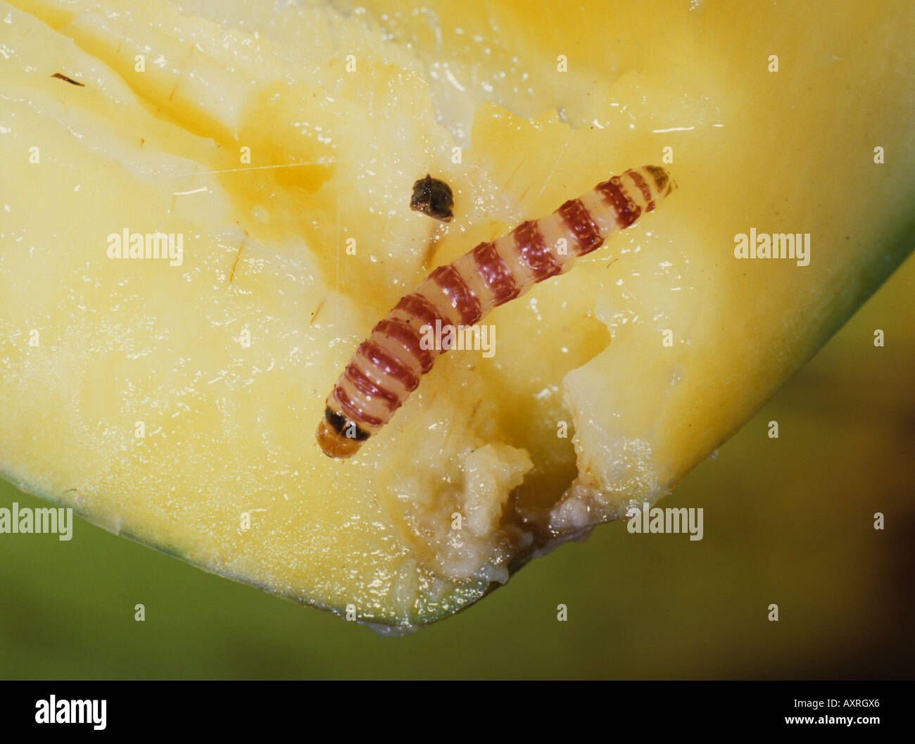 Red banded mango caterpillar Deanolis sublimbalis larva in damaged mango  fruit Stock Photo - Alamy