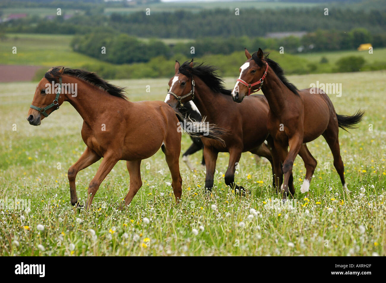 3 German warm blooded horses galloping on meadow Stock Photo Alamy