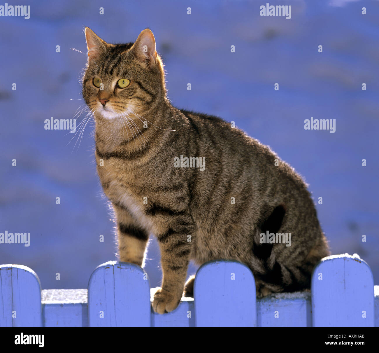 tabby domestic cat on fence Stock Photo - Alamy