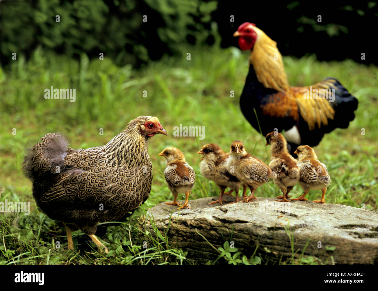 Domestic Chicken, Wyandotte. Cock, hen and chicken Stock Photo