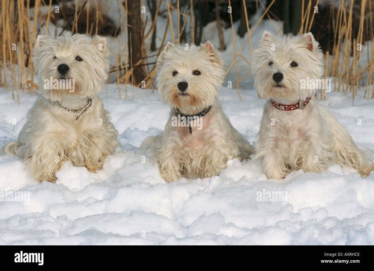 three West Highland White Terrier dogs - sitting in snow Stock Photo
