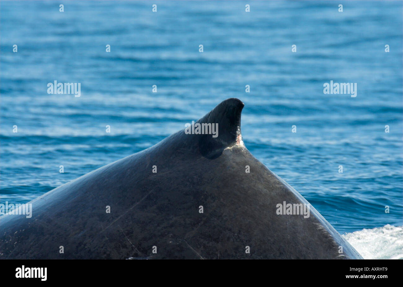 Humpbacked Whale Megapetra novaengliae Stock Photo