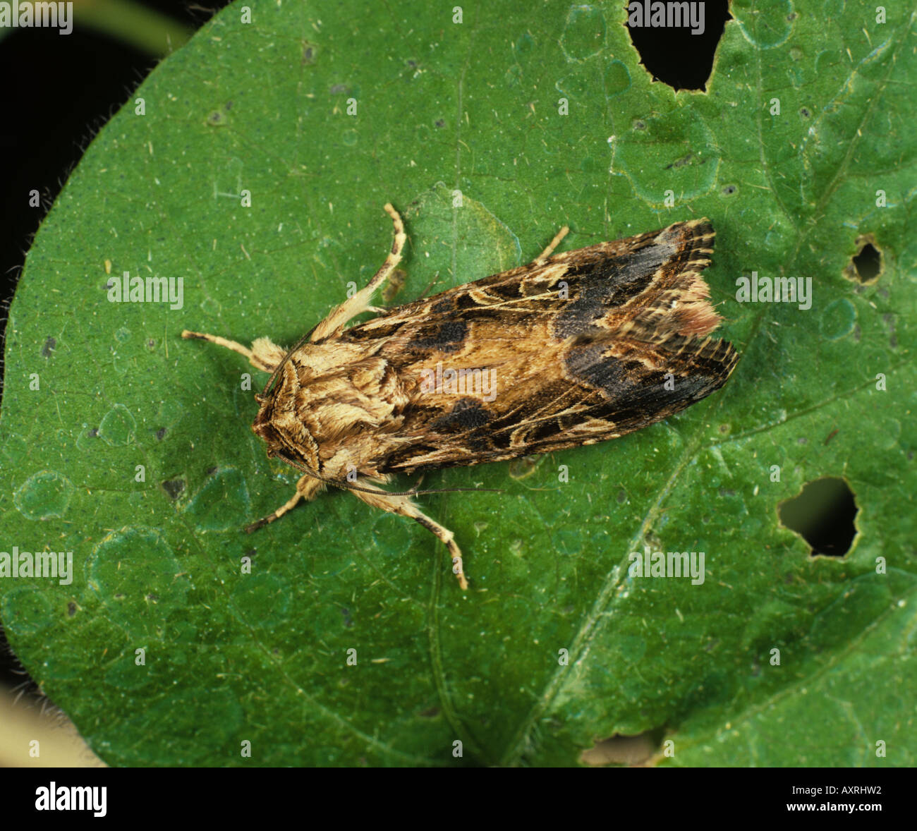 Cotton leafworm Spodoptera littoralis moth on a cotton leaf Stock Photo