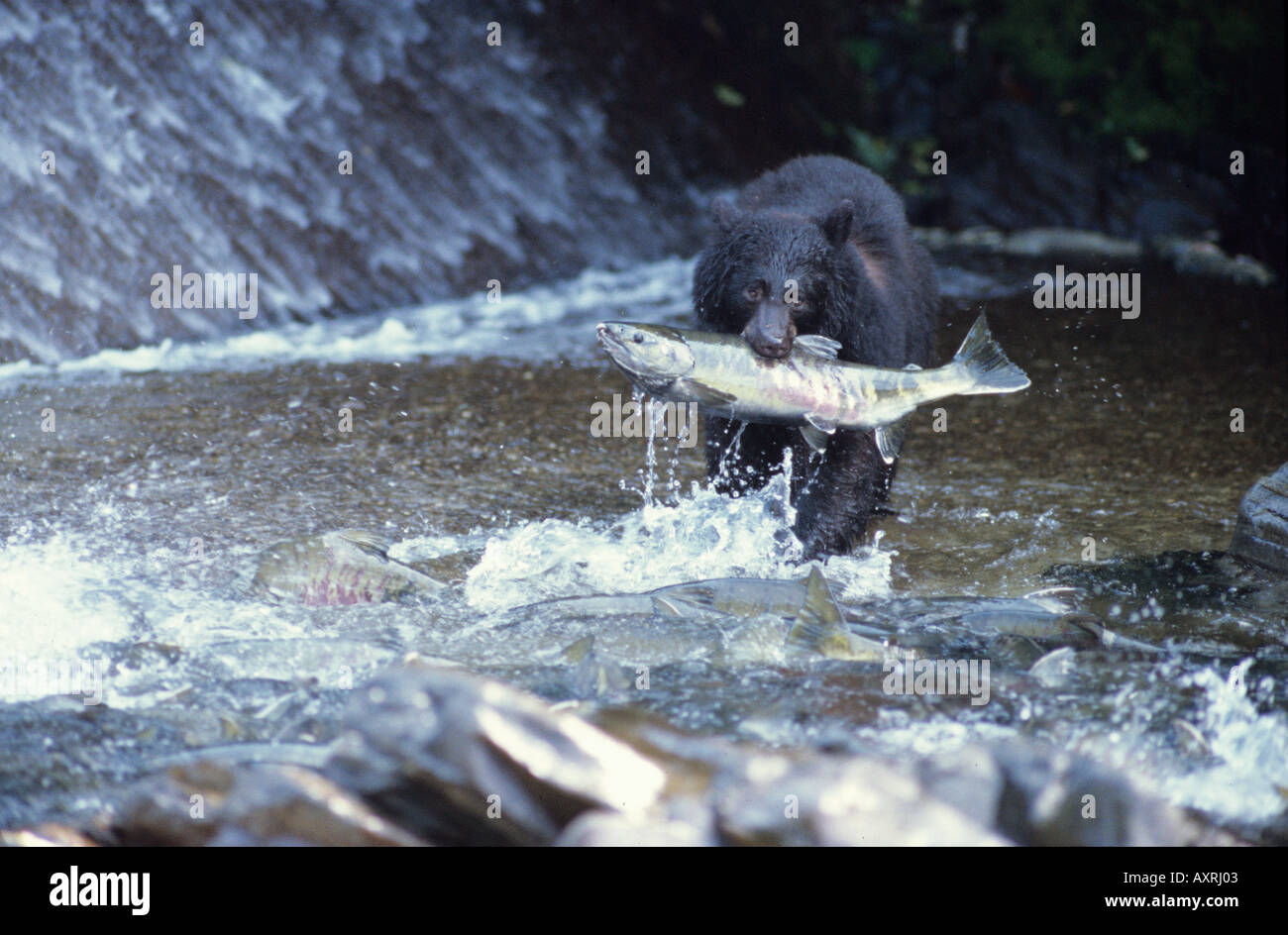 Black Bear (Ursus Americanus) holding Chum Salmon after raiding fish