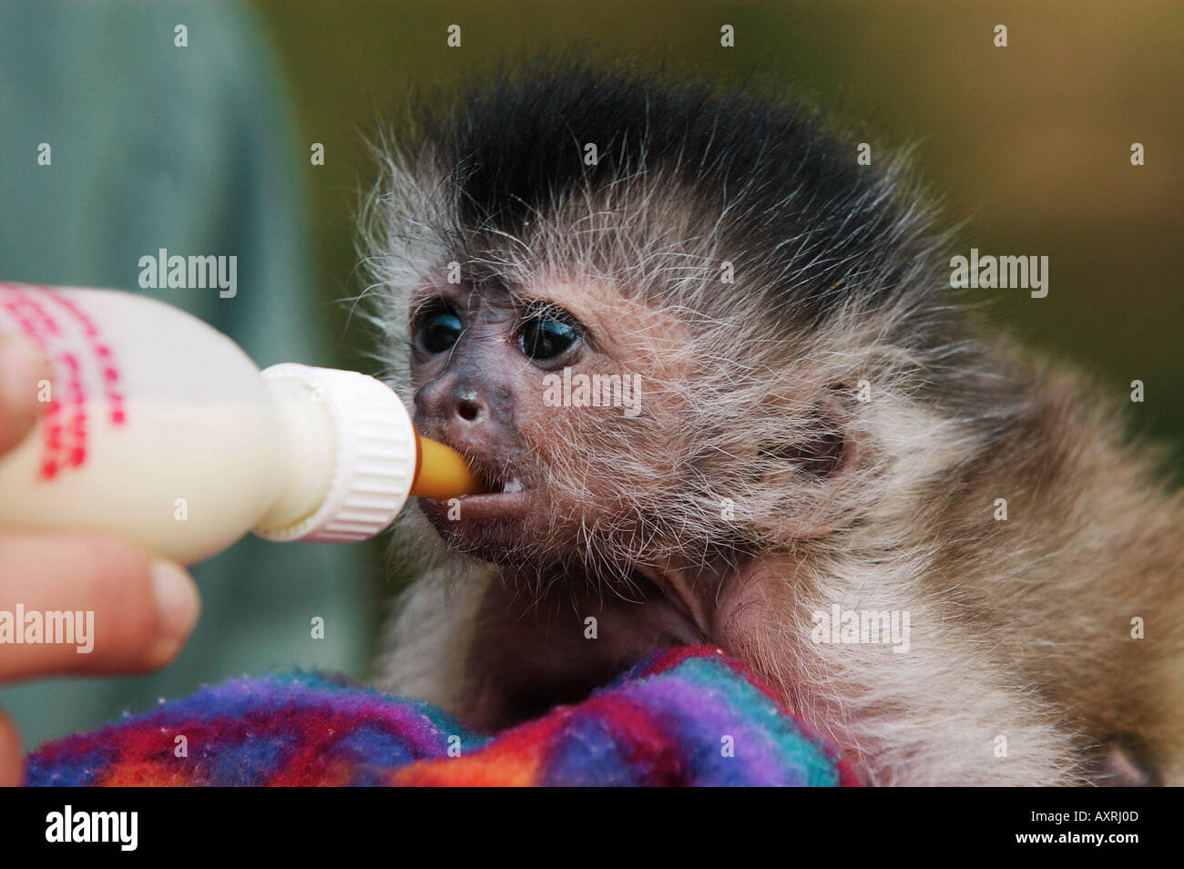 black capped capuchin cub getting food with the bottle Cebus apella ...