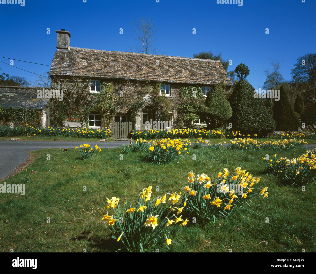 Spring day in the cotswold village with a stunning displays daffodils ...