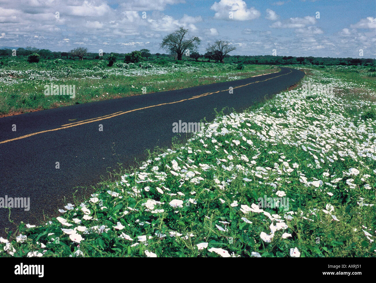 Ipomoea flowers at the side of the Mombasa to Nairobi road near Mtito