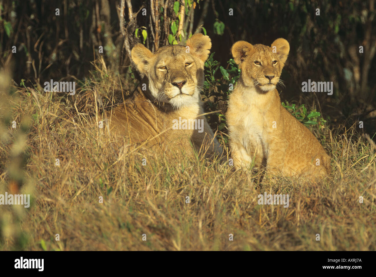 Lioness with cub lying in high grass Panthera leo Stock Photo - Alamy
