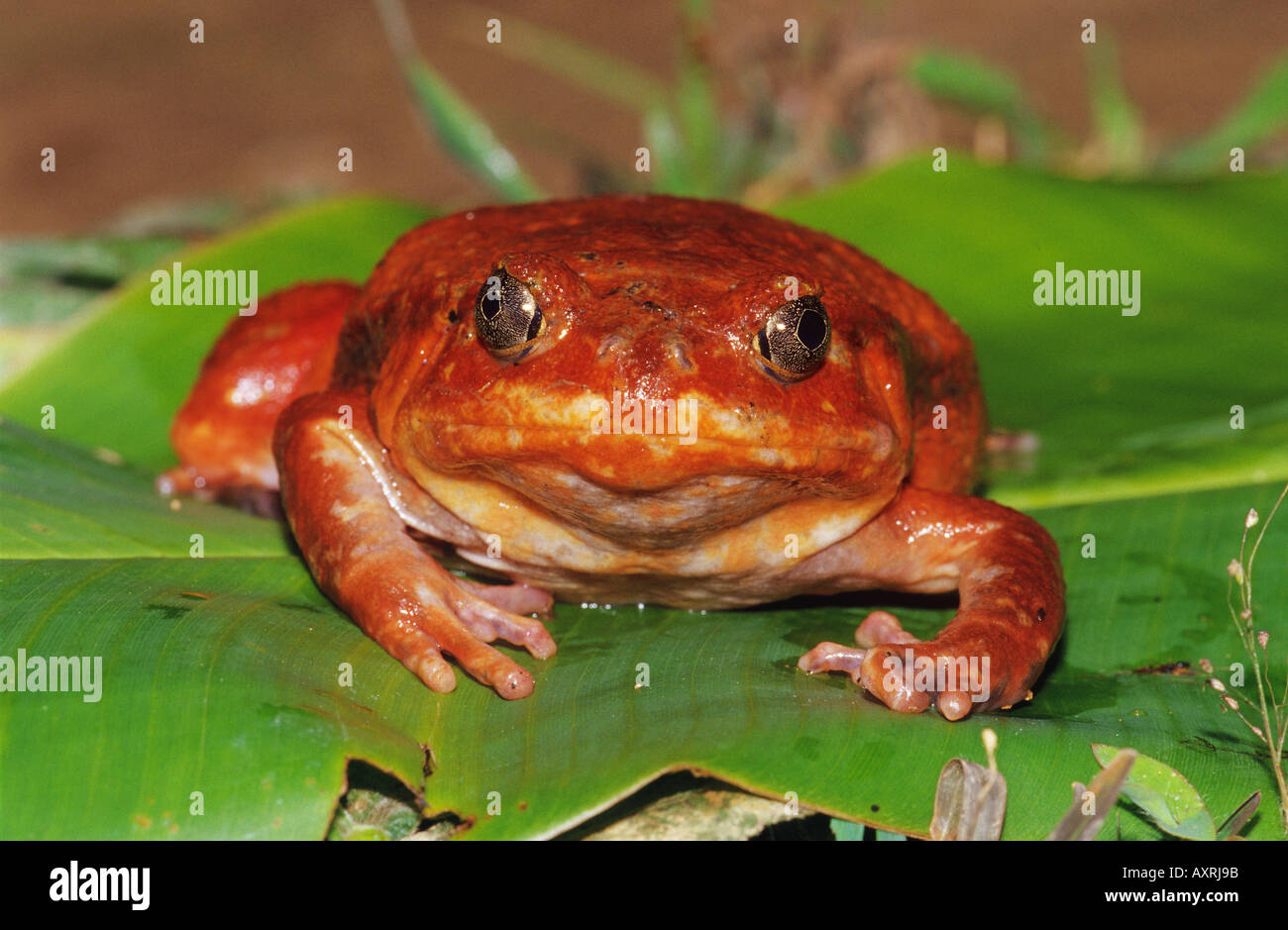 tomato frog on leaf frontal dyscophus antongili Stock Photo Alamy