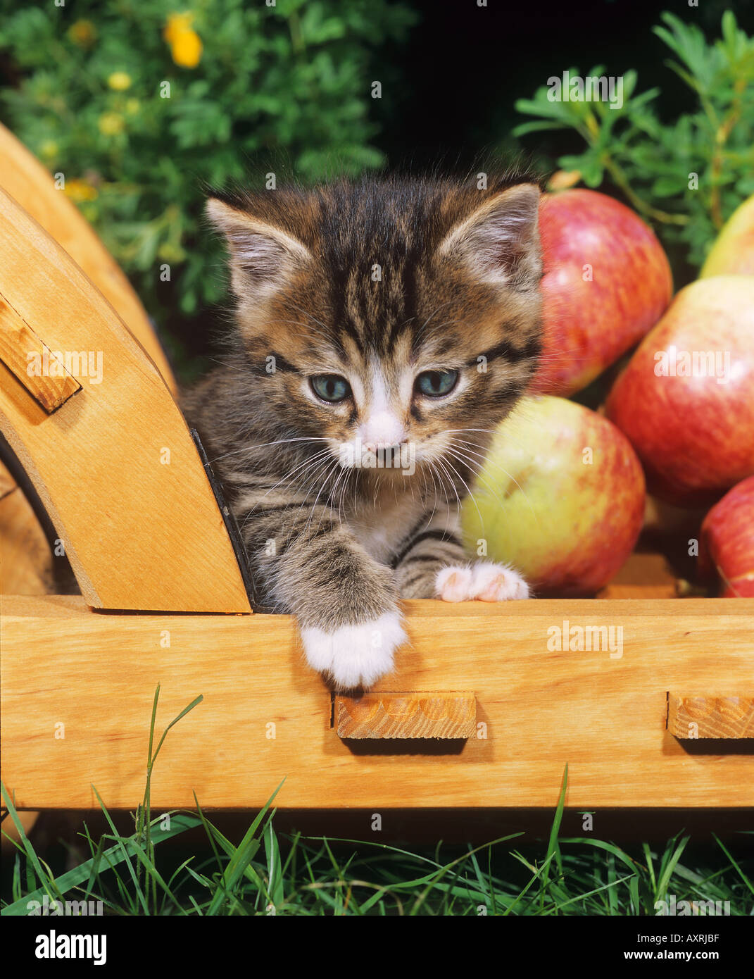 kitten sitting in basket next to apples Stock Photo