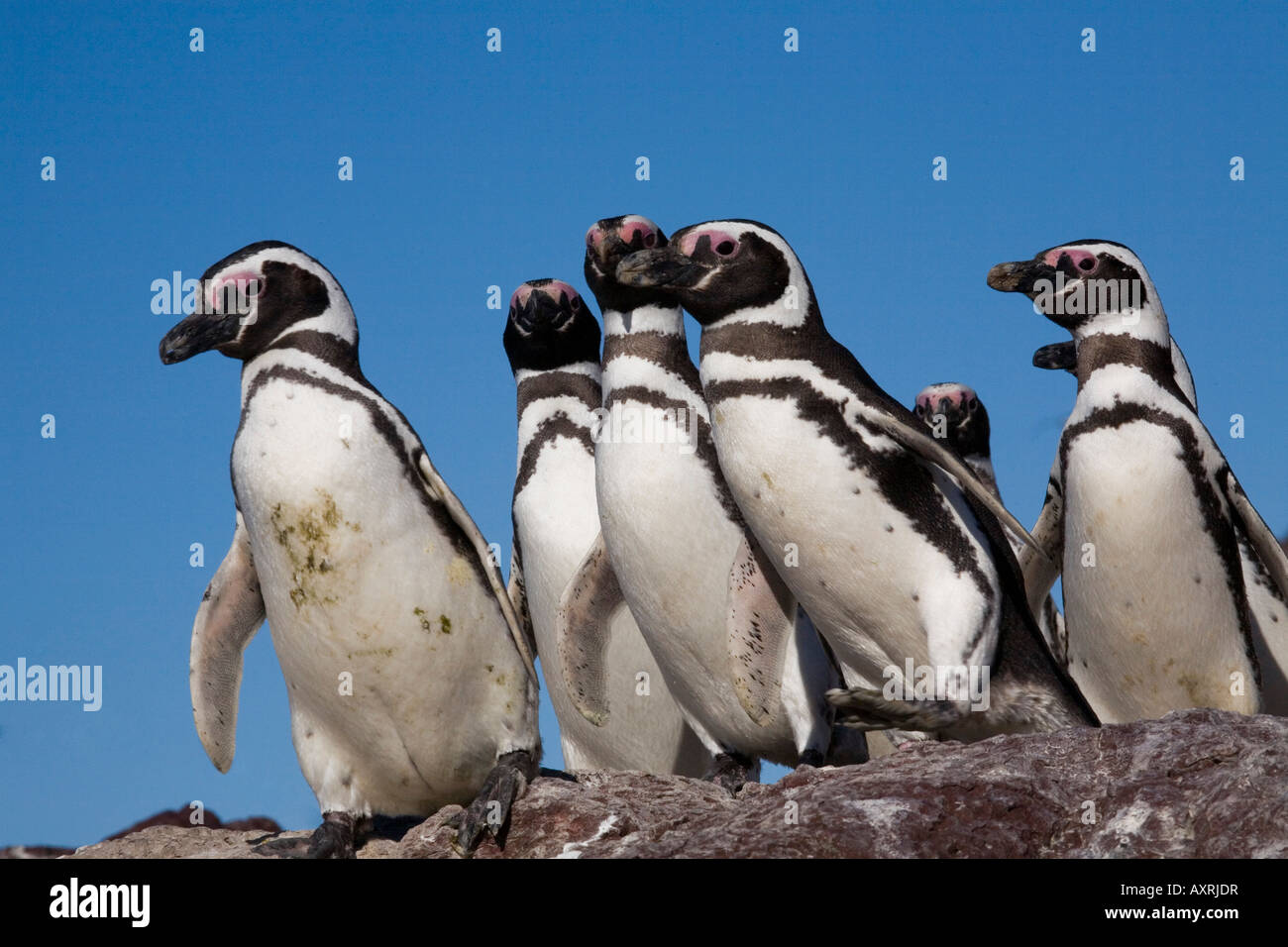 Magellanic Penguin, Spheniscus magellanicus, Magellanpinguin Stock Photo