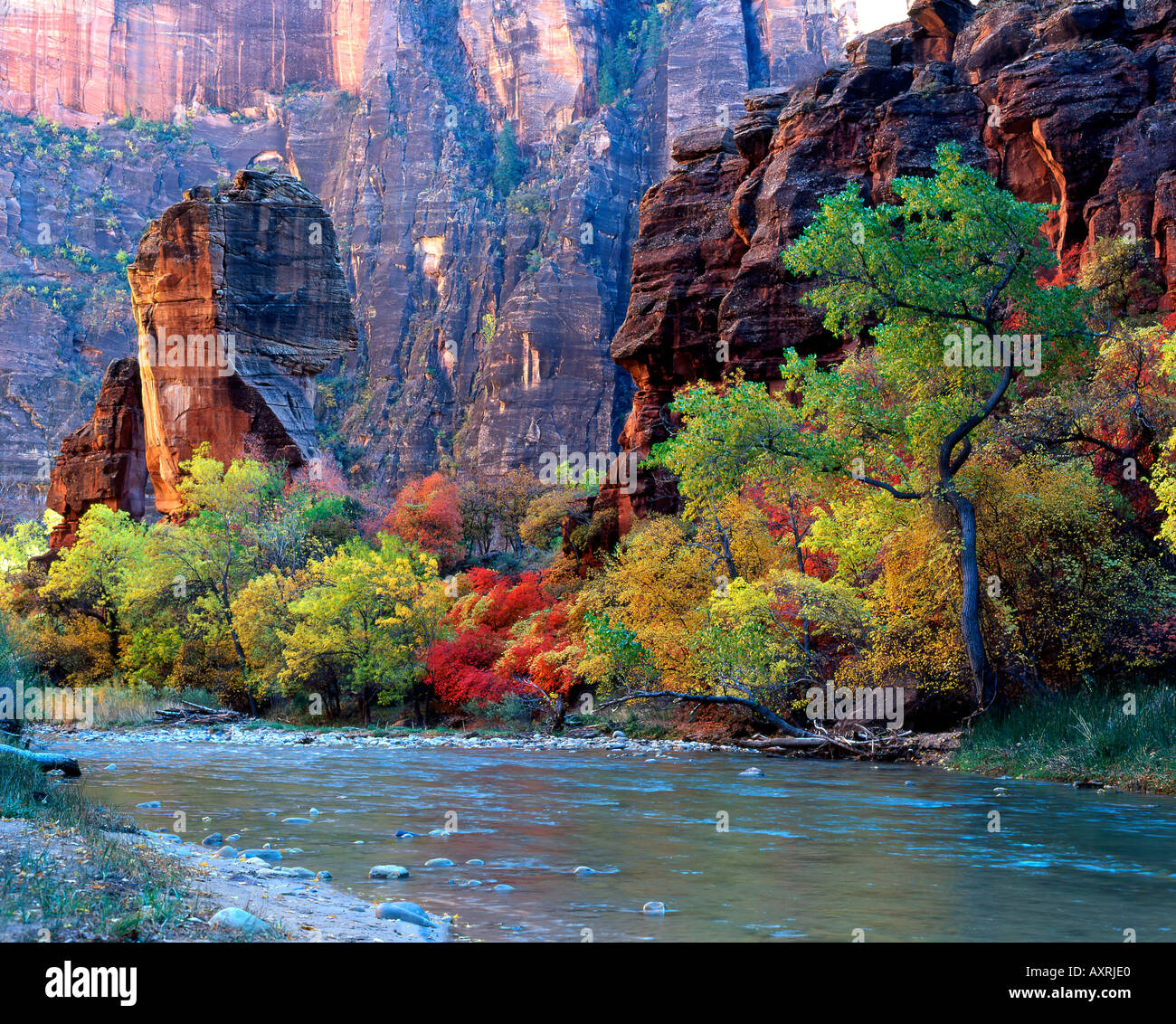 Fall foliage along Virgin River near gateway to Narrows Trail Zion