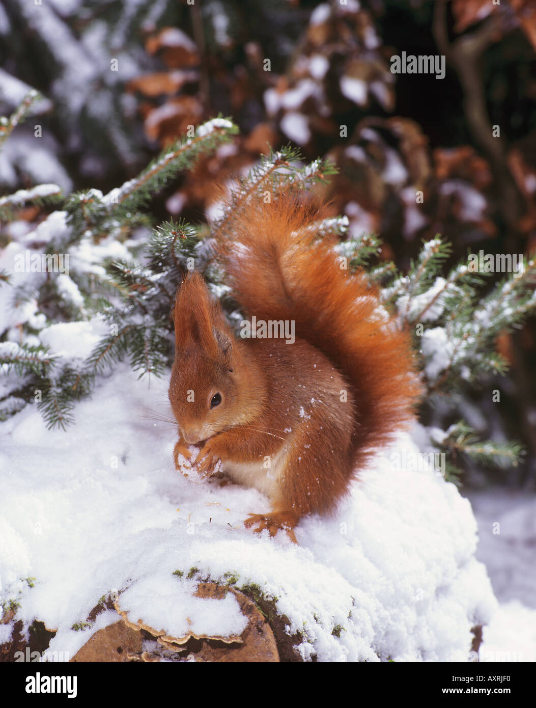 European red squirrel in snow Sciurus vulgaris Stock Photo