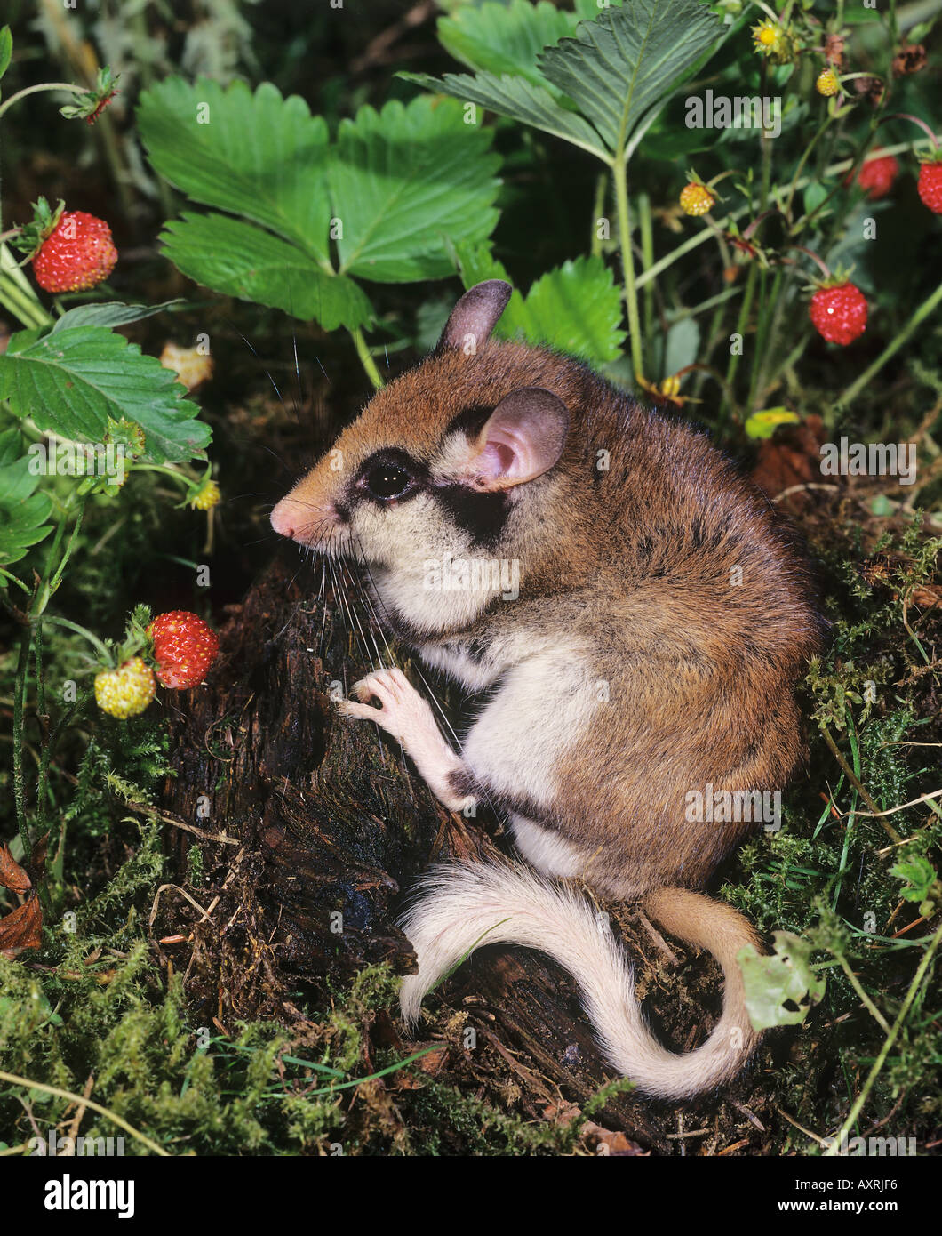 garden dormouse Eliomys quercinus Stock Photo