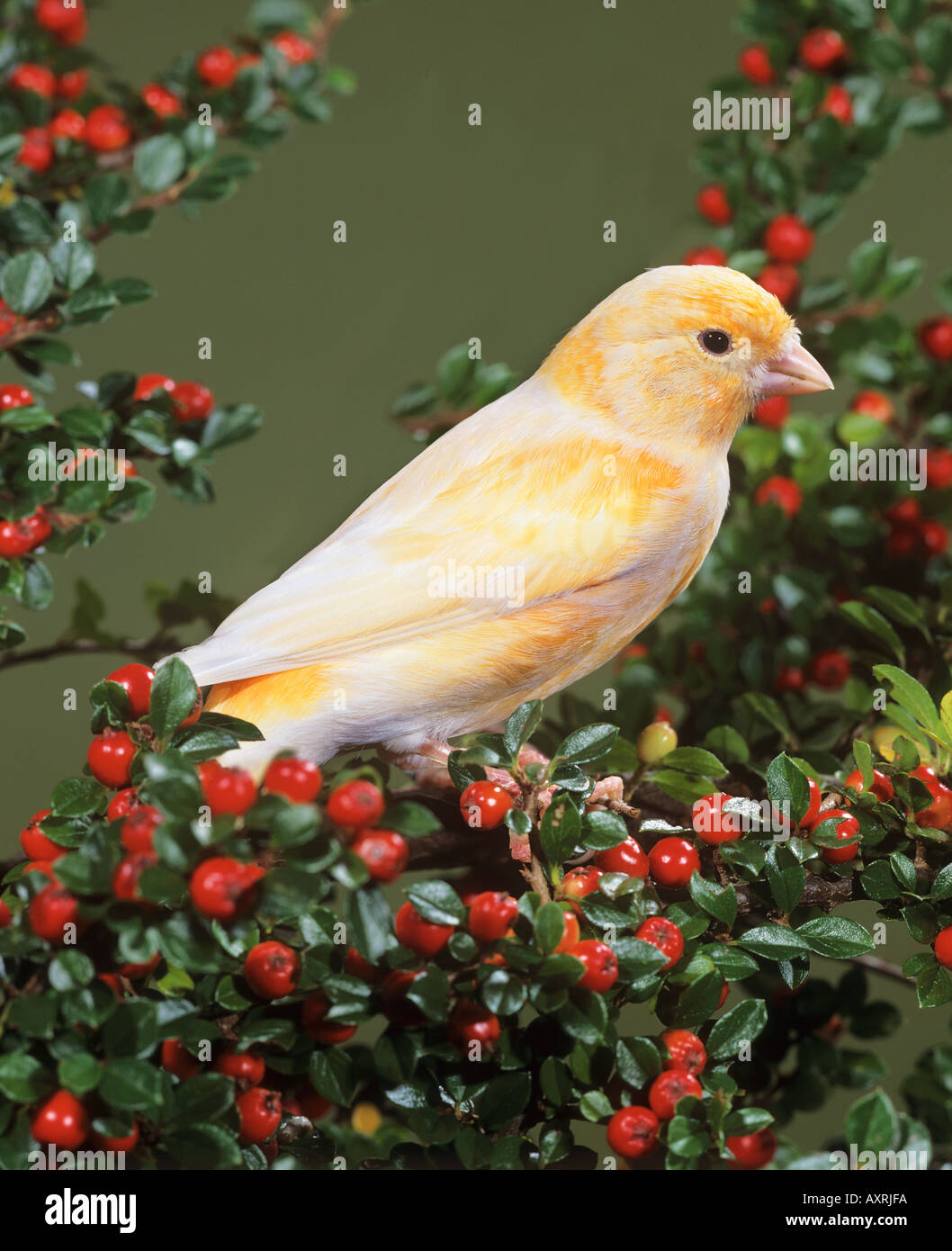 canary bird on twig with berries Serinus canaria Stock Photo