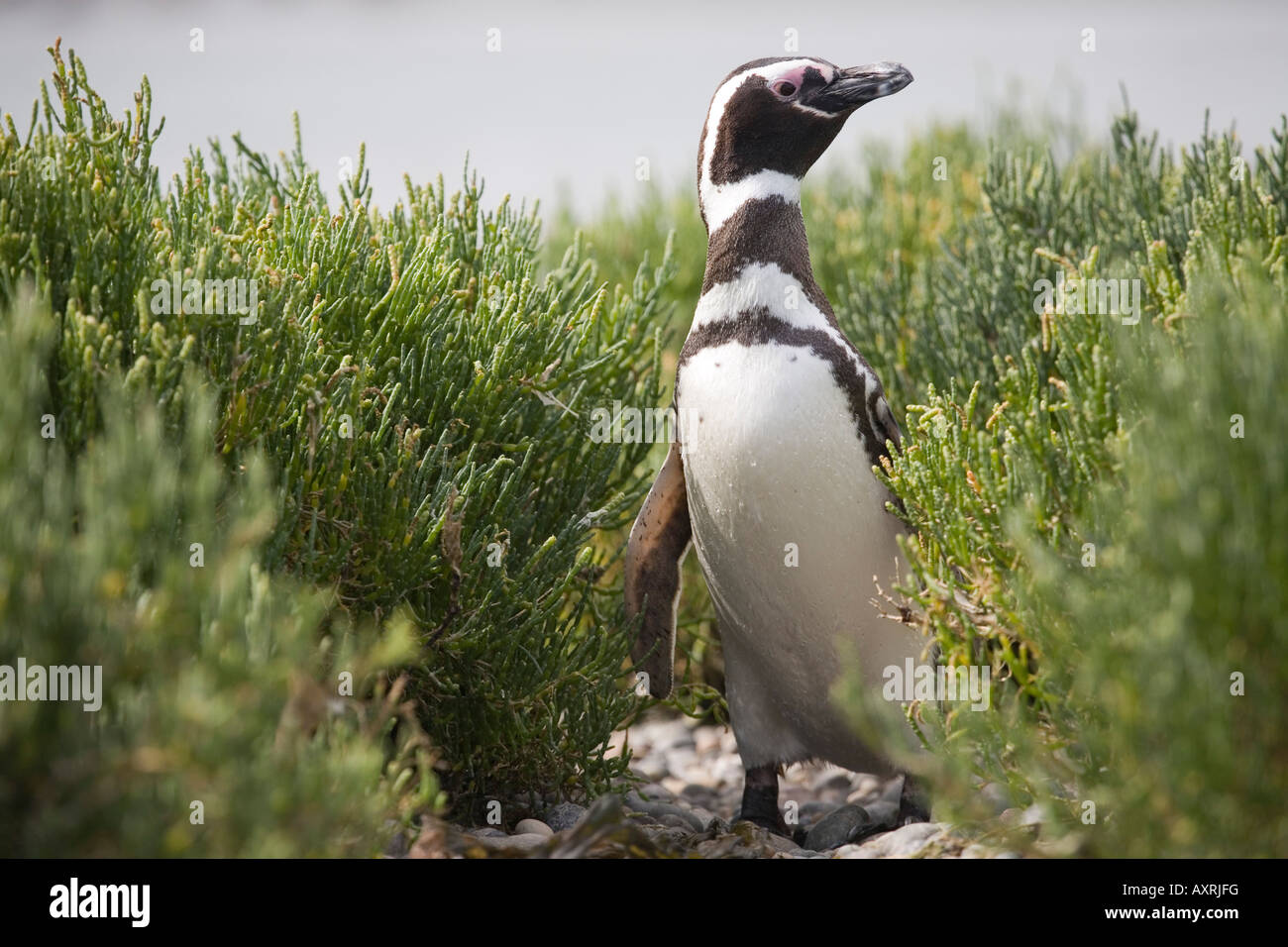 Magellanic Penguin, Spheniscus magellanicus, Magellanpinguin Stock Photo