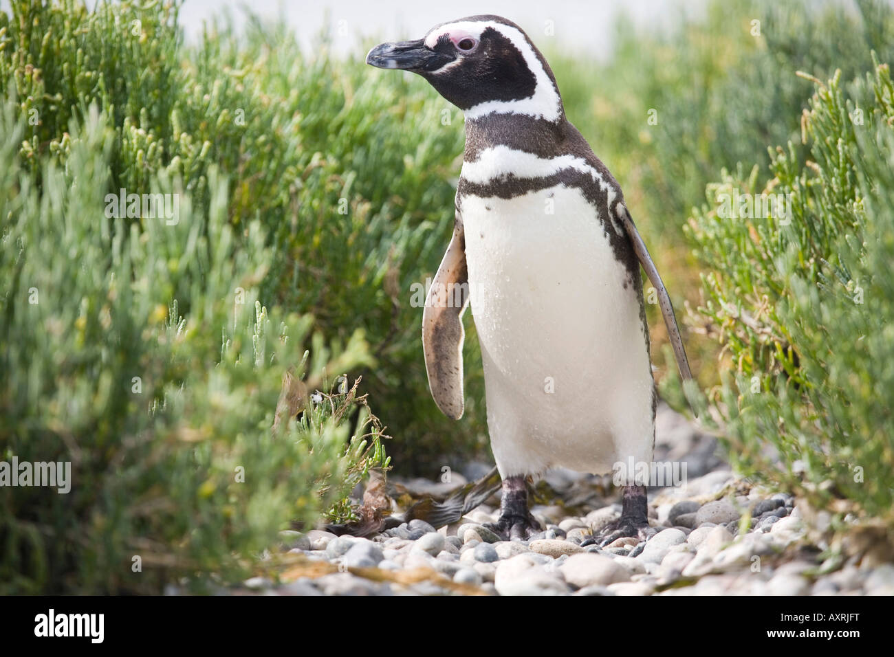Magellanic Penguin, Spheniscus magellanicus, Magellanpinguin Stock Photo