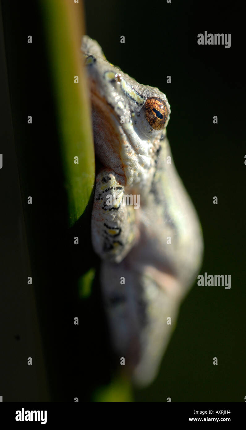 Painted reed frog Hyperolius marmoratus Stock Photo