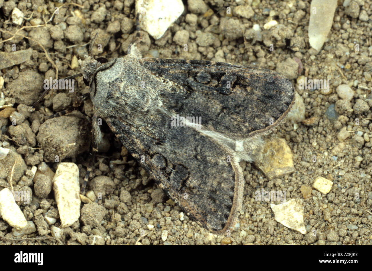 Turnip cutworm Agrotis ipsilon moth on soil surface Stock Photo