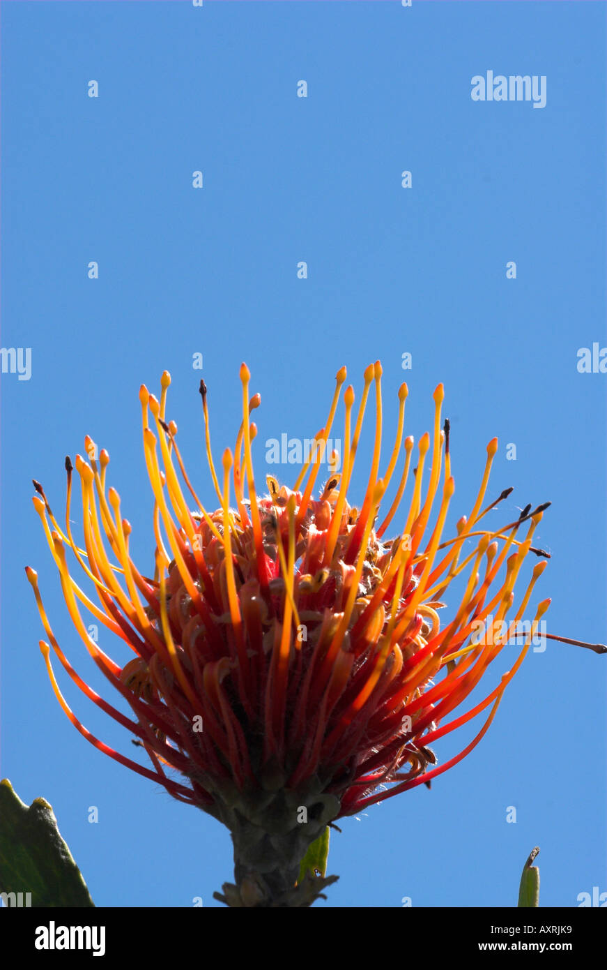 Pincushion Protea Leucospermum cardifolium Stock Photo Alamy